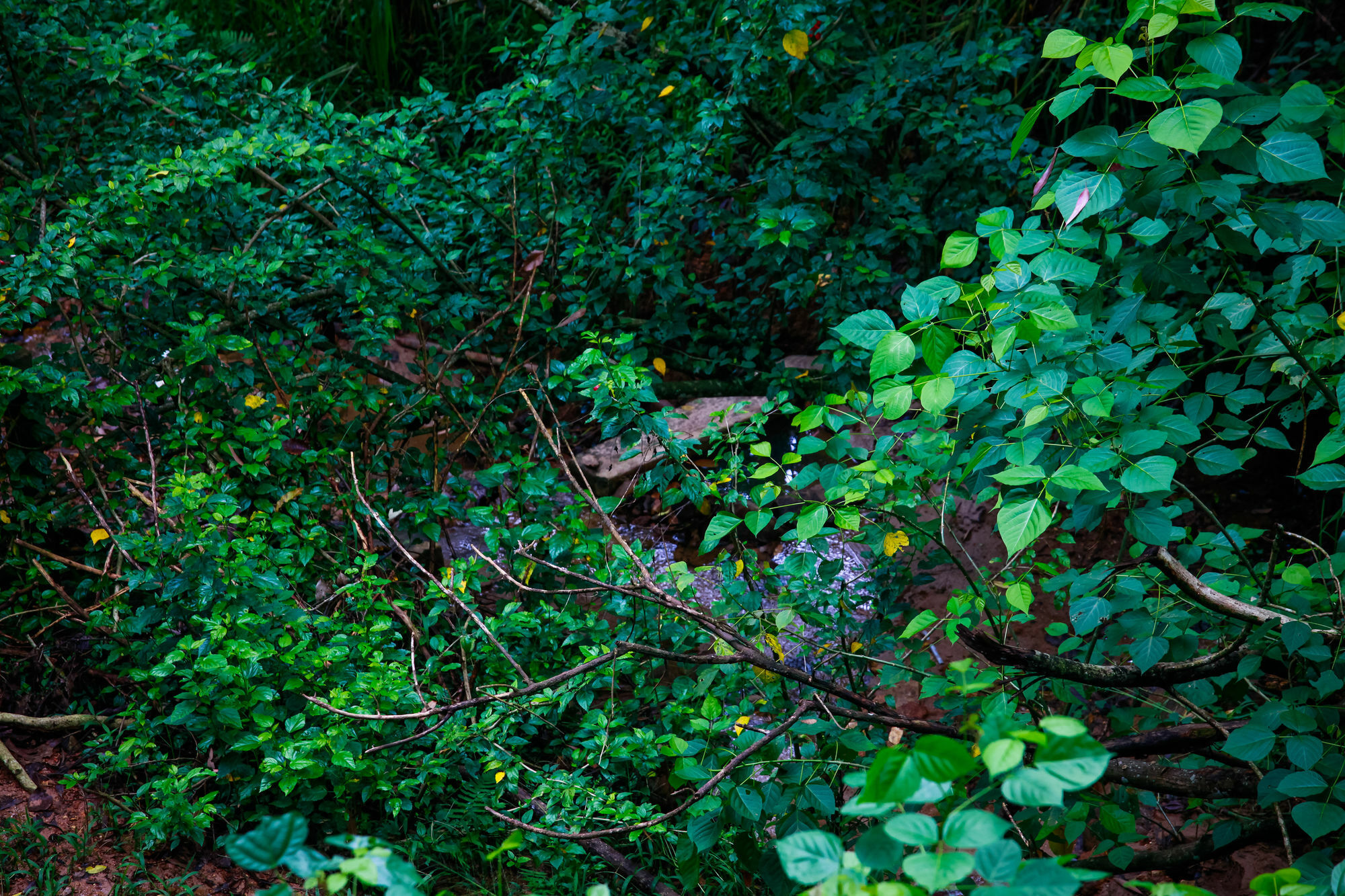 Ella Ecolodge エクステリア 写真